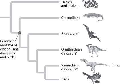 Below are phylogenetic trees of vertebrates (A) and reptiles (B) . Using the data in these models, what might a Tyrannosaurus rex taste like? (A)    (B)    A) beef steak B) frog legs C) chicken legs D) pork chops