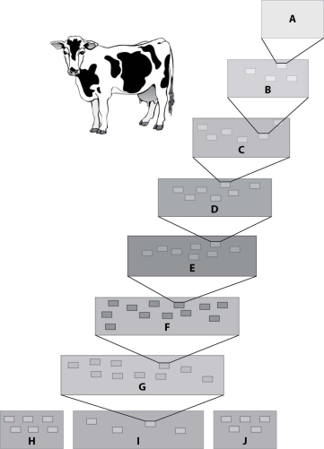 This figure shows the hierarchy of classification of the cow, Bos primigenius.    -The three boxes at the base of the hie PAGE \* MERGEFORMAT 1 rarchy represent A) classes. B) kingdoms. C) domains. D) phyla.