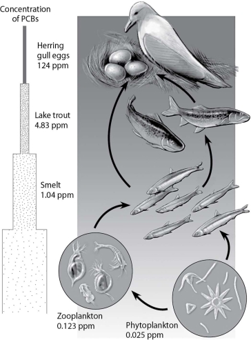 According to this figure, which organisms have the highest concentration of PCBs, and why?   A) phytoplankton, because they are at the bottom of the food chain B) herring gulls, because they are at the bottom of the food chain C) herring gulls, because they are at the top of the food chain D) smelt, because they are in the middle of the food chain