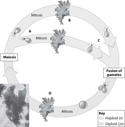 Which stage of the life cycle shown is the sporophyte?   A) stage A B) stage B C) stage C D) stage D