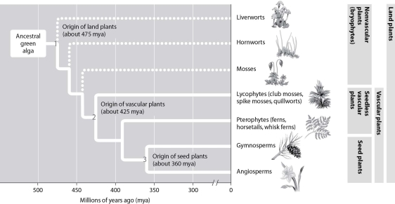 According to this figure, at what time in the evolutionary history of plants did vascular systems likely first evolve?   A) 475 mya B) 460 mya C) 425 mya D) 360 mya
