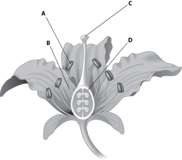 Which part of this figure represents the anther?   A) structure A B) structure B C) structure C D) structure D