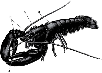 Which part of this figure shows the thorax segment of the lobster?   A) structure A B) structure B C) structure C D) structure D