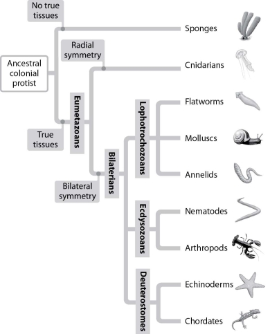 Use the figure below to answer the questions that follow. .    -Which group of animals is the most diverse? A) Sponges B) Deuterostomes C) Bilaterians D) Eumetazoans