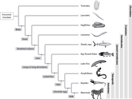 According to this figure, which group includes the closest living relatives to tetrapods such as amphibians, reptiles, and mammals?   A) tunicates B) sharks and rays C) ray-finned fishes D) lobe-finned fishes