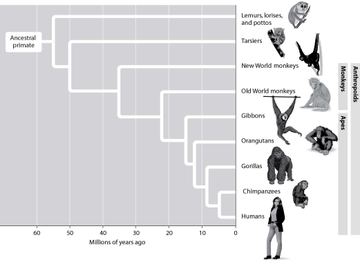 According to this figure, which two groups are most closely related?   A) tarsiers and gibbons B) gorillas and orangutans C) chimpanzees and gibbons D) Old World monkeys and humans