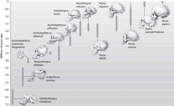   -Refer to the figure above. Suppose a fossil was found and identified to be a species of approximately 3.5 million years old. This fossil could be a representative of which species? A) Australopithecus afarensis or Australopithecus anamensis B) Kenyanthropus platyops or Australopithecus africanus C) Kenyanthropus platyops or Australopithecus afarensis D) Australopithecus afarensis or Australopithecus africanus