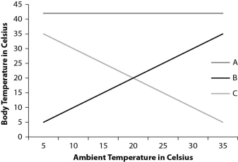 Which line on the graph corresponds to an amniote?   A) A B) B C) C D) could be A or B