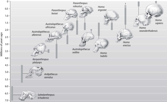 Which of the following options lists the major groups or genera from the fossil record in the correct order from earliest to most recent?   A) Australopithecus, Sahelanthropus, Homo B) Sahelanthropus, Ardipithecus, Australopithecus, Homo C) Ardipithecus, Sahelanthropus, Australopithecus, Homo D) Sahelanthropus, Homo, Australopithecus, Ardipithecus