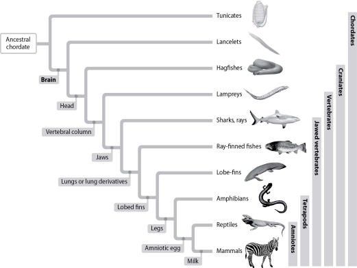 Use the figure below to answer the following questions.    -Which of the following clades is most directly related to lancelets? A) ray-finned fishes B) lampreys C) hagfishes D) lobe-fins