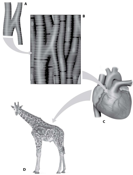 Use the figure below to answer the questions that follow.    -Which part of the figure above shows an organ? A) part A B) part B C) part C D) part D