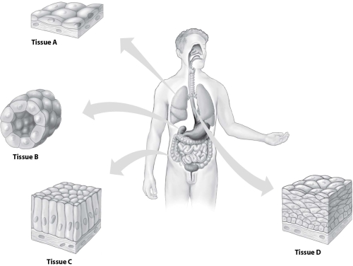 Use the figure below to answer the questions that follow.    -Which type of epithelial tissue shown is a stratified tissue?   A) tissue A B) tissue B C) tissue C D) tissue D