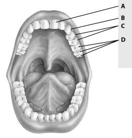 Which of these teeth is an incisor?   A) tooth A B) tooth B C) tooth C D) tooth D