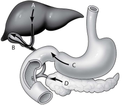 Which arrow shows the release of digestive enzymes by the pancreas?   A) arrow A B) arrow B C) arrow C D) arrow D