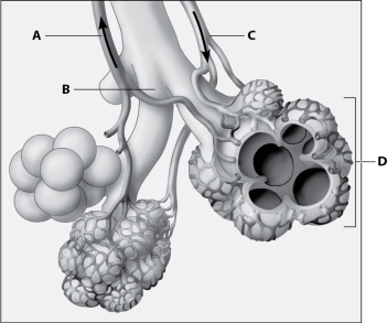 Which part of the diagram shows alveoli?   A) part A B) part B C) part C D) part D