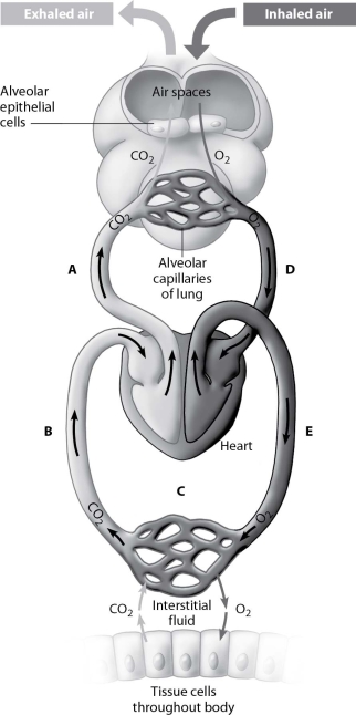 At which point(s) in the figure is blood oxygen-rich?   A) points A and B B) points A and D C) point C only D) points D and E