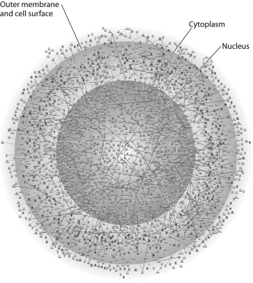 <strong> The illustration above most probably represents</strong> A) a computer simulation of the structure of a eukaryotic cell. B) a map of a network of protein interactions within a eukaryotic cell. C) an inventory of all the genes in a fruit fly. D) an X-ray diffraction image of the nucleus and cytoplasm of a eukaryotic cell. E) a computer-generated map of the interaction of genes and cytoplasm in a prokaryotic cell.