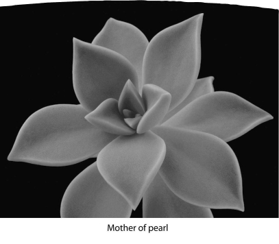       -What do these two plants have in common? A)  adaptations to extreme heat B)  adaptations to conserve water C)  identical stem structures D)  identical flower structures E)  lack of photosynthesis 