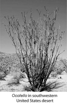       -What do these two plants have in common? A)  adaptations to extreme heat B)  adaptations to conserve water C)  identical stem structures D)  identical flower structures E)  lack of photosynthesis 