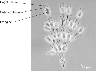 Use the following information to answer the questions below. Golden algae are a group of protists whose color is due to carotenoid pigments: yellow and brown. Most have two flagella and all are photosynthetic. A group of students was given a significant sample of one of these (Dinobryon)  that is colonial. Their instructions for the project were to design two or more experiments that could be done with these organisms.    -Since these organisms are protists, which of these characteristics could the students assume to be true? A)  The organisms are photosynthetic. B)  All of them are marine. C)  They are single-celled. D)  They lack membrane-bound organelles. E)  Each has a single circular molecule of DNA. 