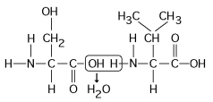    Figure 5.5 -Which of the following statements is/are true regarding the chemical reaction illustrated in Figure 5.5? A)  It is a hydrolysis reaction. B)  It results in a peptide bond. C)  It joins two fatty acids together. D)  It is a hydrolysis reaction and it results in a peptide bond. E)  It is a hydrolysis reaction, it results in a peptide bond, and it joins two fatty acids together. 