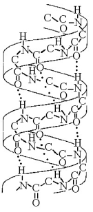    Figure 5.7 -The structure depicted in Figure 5.7 shows the A)  1-4 linkage of the α glucose monomers of starch. B)  1-4 linkage of the β glucose monomers of cellulose. C)  double-helical structure of a DNA molecule. D)  α helix secondary structure of a polypeptide. E)  β pleated sheet secondary structure of a polypeptide. 
