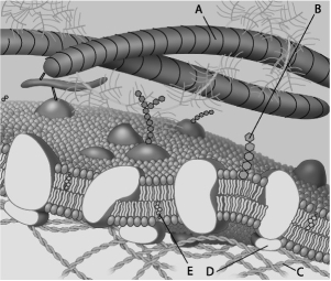 For the following questions, match the labeled component of the cell membrane in the figure with its description.    -Which component is a glycolipid? A)  A B)  B C)  C D)  D E)  E 