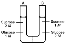 The solutions in the two arms of this U-tube are separated by a membrane that is permeable to water and glucose but not to sucrose. Side A is half-filled with a solution of 2 M sucrose and 1 M glucose. Side B is half-filled with 1 M sucrose and 2 M glucose. Initially, the liquid levels on both sides are equal.    -After the system reaches equilibrium, what changes are observed? A)  The molarity of sucrose and glucose are equal on both sides. B)  The molarity of glucose is higher in side A than in side B. C)  The water level is higher in side A than in side B. D)  The water level is unchanged. E)  The water level is higher in side B than in side A. 