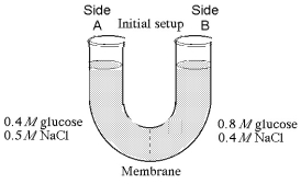 The solutions in the arms of a U-tube are separated at the bottom of the tube by a selectively permeable membrane. The membrane is permeable to sodium chloride but not to glucose. Side A is filled with a solution of 0.4 M glucose and 0.5 M sodium chloride (NaCl) , and side B is filled with a solution containing 0.8 M glucose and 0.4 M sodium chloride. Initially, the volume in both arms is the same. Refer to the figure to answer the following questions.    -If you examine side A after three days, you should find A)  a decrease in the concentration of NaCl and glucose and an increase in the water level. B)  a decrease in the concentration of NaCl, an increase in water level, and no change in the concentration of glucose. C)  no net change in the system. D)  a decrease in the concentration of NaCl and a decrease in the water level. E)  no change in the concentration of NaCl and glucose and an increase in the water level. 