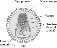 <strong>Human immunodeficiency virus (HIV) infects cells that have both CD4 and CCR5 cell surface molecules. The viral nucleic acid molecules are enclosed in a protein capsid, and the protein capsid is itself contained inside an envelope consisting of a lipid bilayer membrane and viral glycoproteins. One hypothesis for viral entry into cells is that binding of HIV membrane glycoproteins to CD4 and CCR5 initiates fusion of the HIV membrane with the plasma membrane, releasing the viral capsid into the cytoplasm. An alternative hypothesis is that HIV gains entry into the cell via receptor-mediated endocytosis, and membrane fusion occurs in the endocytotic vesicle. To test these alternative hypotheses for HIV entry, researchers labeled the lipids on the HIV membrane with a red fluorescent dye. What would be observed by live-cell fluorescence microscopy if HIV is endocytosed first, and then fuses with the endocytotic vesicle membrane?</strong> A) A spot of red fluorescence will remain on the infected cell's plasma membrane, marking the site of membrane fusion and HIV entry. B) The red fluorescent dye-labeled lipids will diffuse in the endocytotic vesicle membrane and become difficult to detect. C) A spot of red fluorescence will move into the infected cell's interior. D) A spot of red fluorescence will remain outside the cell after delivering the viral capsid. E) Fluorescence microscopy does not have enough resolution to visualize fluorescently labeled HIV virus particles.