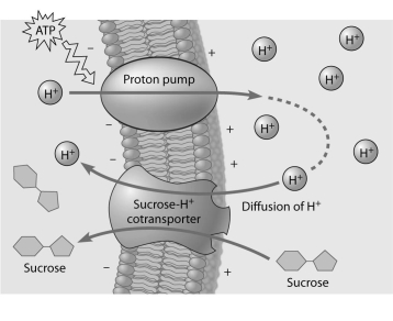   -Based on the figure above, which of these experimental treatments would increase the rate of sucrose transport into the cell? A)  decreasing extracellular sucrose concentration B)  decreasing extracellular pH C)  decreasing cytoplasmic pH D)  adding an inhibitor that blocks the regeneration of ATP E)  adding a substance that makes the membrane more permeable to hydrogen ions 