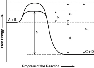 The following questions are based on the reaction A + B ↔ C + D shown in Figure 8.1.     Figure 8.1 -Which of the following terms best describes the forward reaction in Figure 8.1? A)  endergonic, ∆G > 0 B)  exergonic, ∆G < 0 C)  endergonic, ∆G < 0 D)  exergonic, ∆G > 0 E)  chemical equilibrium, ∆G = 0 
