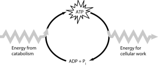  -How do cells use the ATP cycle shown in the figure? A)  Cells use the cycle to recycle ADP and phosphate. B)  Cells use the cycle to recycle energy released by ATP hydrolysis. C)  Cells use the cycle to recycle ADP, phosphate, and the energy released by ATP hydrolysis. D)  Cells use the cycle to generate or consume water molecules as needed. E)  Cells use the cycle primarily to generate heat. 