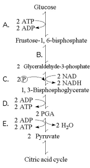 Figure 9.1 illustrates some of the steps (reactions)  of glycolysis in their proper sequence. Each step is lettered. Use these letters to answer the questions.     Figure 9.1 -Which portion of the pathway in Figure 9.1 involves an endergonic reaction? A)  A B)  B C)  C D)  D E)  E 