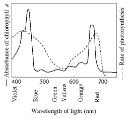    Figure 10.1 -What wavelength of light in the figure is most effective in driving photosynthesis? A)  420 mm B)  475 mm C)  575 mm D)  625 mm E)  730 mm 