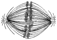    Figure 12.2 -If the cell whose nuclear material is shown in Figure 12.2 continues toward completion of mitosis, which of the following events would occur next? A)  cell membrane synthesis B)  spindle fiber formation C)  nuclear envelope breakdown D)  formation of telophase nuclei E)  synthesis of chromatids 