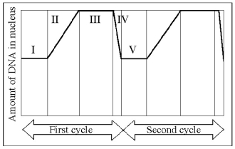 The following questions are based on Figure 12.3.     Figure 12.3 -Which number represents the point in the cell cycle during which the chromosomes are replicated? A)  I B)  II C)  III D)  IV E)  V 