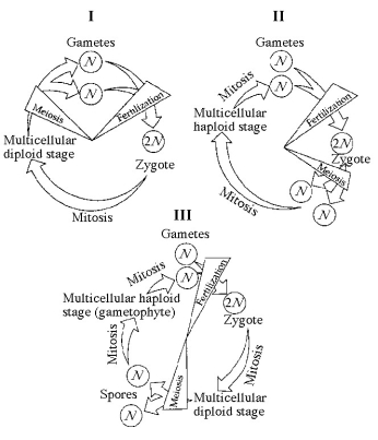Refer to the life cycles illustrated in Figure 13.1 to answer the following questions.     Figure 13.1 -Which of the life cycles is typical for most fungi and some protists? A) I only B) II only C) III only D) I and II E) I and III 