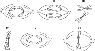Refer to the drawings in Figure 13.2 of a single pair of homologous chromosomes as they might appear during various stages of either mitosis or meiosis, and answer the following questions.     Figure 13.2 -Which diagram(s) represent anaphase II of meiosis? A)  II only B)  III only C)  IV only D)  V only E)  either II or V 