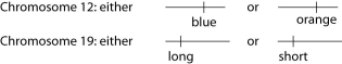 Refer to the following information and Figure 13.4 to answer the following questions. A certain (hypothetical)  organism is diploid, has either blue or orange wings as the consequence of one of its genes on chromosome 12, and has either long or short antennae as the result of a second gene on chromosome 19, as shown in Figure 13.4.     Figure 13.4 -A certain female's number 12 chromosomes both have the blue gene and number 19 chromosomes both have the long gene. As cells in her ovaries undergo meiosis, her resulting eggs (ova) may have which of the following? A)  either two number 12 chromosomes with blue genes or two with orange genes B)  either two number 19 chromosomes with long genes or two with short genes C)  either one blue or one orange gene in addition to either one long or one short gene D)  one chromosome 12 with one blue gene and one chromosome 19 with one long gene 
