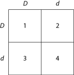 Use Figure 14.1 and the following description to answer the questions below. In a particular plant, leaf color is controlled by gene locus D. Plants with at least one allele D have dark green leaves, and plants with the homozygous recessive dd genotype have light green leaves. A true-breeding dark-leaved plant is crossed with a light-leaved one, and the F₁ offspring is allowed to self-pollinate. The predicted outcome of the F₂ is diagrammed in the Punnett square shown in Figure 14.1, where 1, 2, 3, and 4 represent the genotypes corresponding to each box within the square.     Figure 14.1 -Which of the boxes correspond to plants with a heterozygous genotype? A)  1 B)  1 and 2 C)  1, 2, and 3 D)  2 and 3 E)  2, 3, and 4 