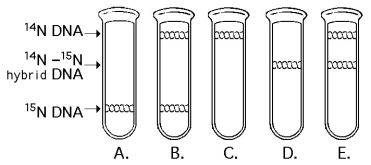   -In the late 1950s, Meselson and Stahl grew bacteria in a medium containing  heavy  nitrogen (¹⁵N) and then transferred them to a medium containing ¹⁴N. Which of the results in the figure above would be expected after one round of DNA replication in the presence of ¹⁴N? A)  A B)  B C)  C D)  D E)  E 