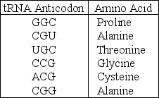 The following information should be used for the next few questions. A part of an mRNA molecule with the following sequence is being read by a ribosome: 5' CCG-ACG 3' (mRNA) . The following charged transfer RNA molecules (with their anticodons shown in the 3' to 5' direction)  are available. Two of them can correctly match the mRNA so that a dipeptide can form.    -The anticodon loop of the first tRNA that will complement this mRNA is A)  3' GGC 5' B)  5' GGC 3' C)  5' ACG 3' D)  5' UGC 3' E)  3' UGC 5' 