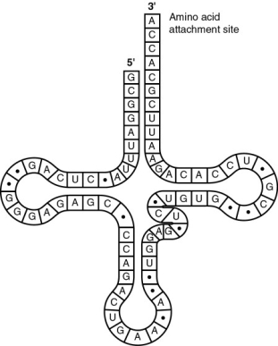   -What type of bonding is responsible for maintaining the shape of the tRNA molecule? A)  covalent bonding between sulfur atoms B)  ionic bonding between phosphates C)  hydrogen bonding between base pairs D)  van der Waals interactions between hydrogen atoms E)  peptide bonding between amino acids 