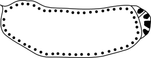 Use the following information to answer the following questions. In Drosophila after ~100 minutes postfertilization, the embryo looks like the following diagram, with all nuclei having moved to the periphery and, subsequently, four of the nuclei being sequestered at the posterior end.     Drosophila embryo after about 2 hours. -Formation of the pole cells (the four sequestered cells) demonstrates the role of A)  segmentation genes. B)  homeotic genes. C)  maternal effect genes. D)  zygotic genes. E)  all of the above. 