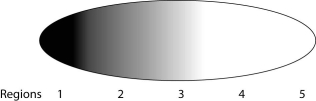 A researcher has arrived at a method to prevent gene expression from Drosophila embryonic genes. The following questions assume that he is using this method. -The researcher measures the concentration of the polypeptides from different regions in the early embryo and finds the following pattern (darker shading = greater concentration) :   Which of the following would be his most logical assumption? A)  The substance has moved quickly from region 5 to region 1. B)  Some other material in the embryo is causing accumulation in region 1 due to differential binding. C)  The cytosol is in constant movement, dispersing the polypeptide. D)  The substance is produced in region 1 and diffuses toward region 5. E)  The substance must have entered the embryo from the environment near region 1. 