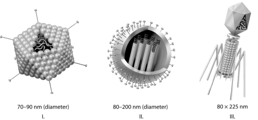   -Which of the three types of viruses shown above would you expect to include a capsid(s) ? A)  I only B)  II only C)  III only D)  I and II only E)  all three 