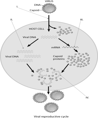  -A linear piece of viral DNA of 8 kb can be cut with either of two restriction enzymes (X or Y) . These are subjected to electrophoresis and produce the following bands:   Cutting the same 8 kb piece with both enzymes together results in bands at 4.0, 2.5, 1.0, and 0.5. Of the possible arrangements of the sites given below, which one is most likely? A)    B)    C)    D)    E)    