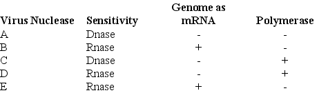 Use the following information to answer the following questions. In 1971, David Baltimore described a scheme for classifying viruses based on how the virus produces mRNA. The table below shows the results of testing five viruses for nuclease specificity, the ability of the virus to act as an mRNA, and presence (+)  or absence (-)  of its own viral polymerase.    -Based on the above table, which virus meets the Baltimore requirements for a retrovirus? A)  A B)  B C)  C D)  D E)  E 