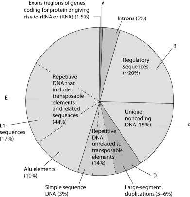 Use the following figure to answer the next few questions.     Figure 21.1 Types of DNA sequences in the human genome. The pie chart in Figure 21.1 represents the relative frequencies of the following in the human genome: I.repetitive DNA unrelated to transposons II.repetitive DNA that includes transposons III.unique noncoding DNA IV.introns and regulatory sequences V. exons -Which region is occupied by exons only (V) ? A)  A B)  B C)  C D)  D E)  E 